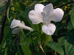 Image result for Barleria