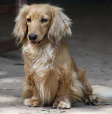 A Fantastically Cute Little English Cream Long Haired Dachshund Puppy Description From Pinterest Com I Searched Cream Dachshund Dachshund Dog Dachshund Breed
