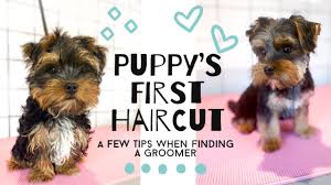 Maybe you would like to learn more about one of these? Yorkie S First Haircut Vlog How To Find A Good Groomer Yorkie Puppy Vlog Youtube