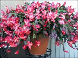 10 Facts About Schlumbergera Cacti Cactus And Succulents Christmas Cactus Christmas Cactus Plant Cactus Flower