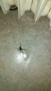 Unsere redaktionell unterstützte liste an weiterführenden berichten. Legt Die Spinne Eier