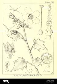 Image result for Hibiscus physaloides