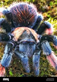 Image result for Emilia brachycephala