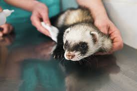 Visit or call a local veterinary clinic for recommendations on experienced exotic animal vets in your area. Finding A Ferret Vet Near Me Meet Dr David Vella