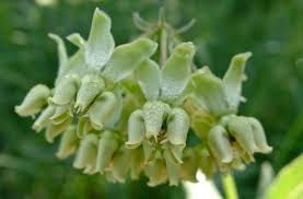 Mead S Milkweed Asclepias Meadii Asclepias Milkweed Plants