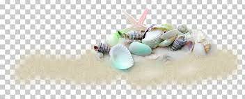 Known as snail of the sea, conch is delicious in stews like portuguese cataplana. Seashell Beach Of La Concha Shell Beach Png Clipart Animals Beach Beach Of La Concha Bead