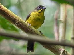 Image result for Schizostephanus alatus