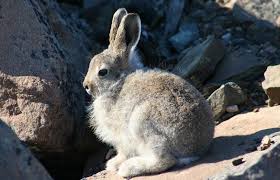 The arctic hare lives in the harsh environment of the north american tundra. Arctic Hare Baby Album On Imgur