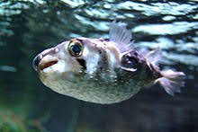 Porcupinefish Wikipedia
