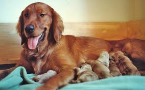Help My Dog Isn T Producing Enough Milk For Her Puppies