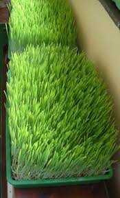 You can very easily grow it indoors in pots, and it grows quickly. 52 Cat Grass Ideas Cat Grass Cat Garden Grass