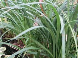 Image result for Chlorophytum pubiflorum