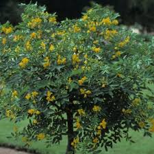 Image result for Cassia thyrsoidea
