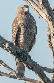 Over 133 juvenile red tailed hawk pictures to choose from, with no signup needed. Juvenile Red Tailed Hawk Or Swainson S Help Me Identify A North American Bird Whatbird Community