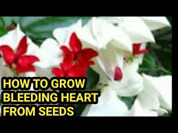 Space plants 1 to 2 feet apart. How To Grow Bleeding Heart From Seeds How To Grow Bleeding Heart Vine From Seeds Bleeding Heart Seed Youtube