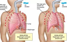 Strong pain in your chest area, particularly when you breathe in. What Is The Difference Between A Collapsed Lung And Getting The Wind Knocked Out Of You Quora