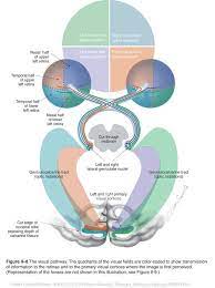 Pin On Cranial Nerves