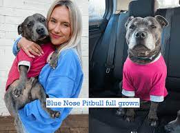 Crump's bullies pandora is one of the best xl pitbull puppies on earth. 8 Things You Need To Know About The Blue Nose Pitbull Puppies
