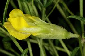 Image result for Pearsonia