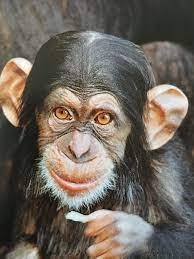 Pin By Fer On Monkeys Chimp Chimpanzee Animal Pictures