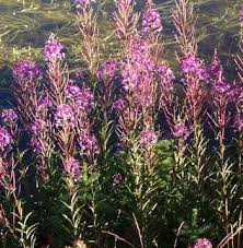 Check spelling or type a new query. Forest Wildflowers Pink Red Purple Mount Rainier National Park U S National Park Service