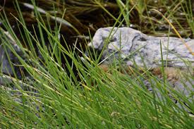 Image result for Isolepis prolifera