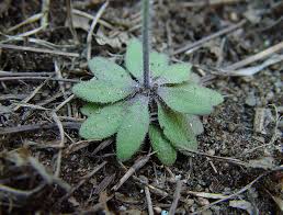 Image result for Arabidopsis