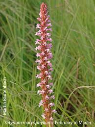 Image result for Satyrium macrophyllum
