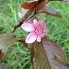 Guava produces solitary white flowers and a berry fruit. 1