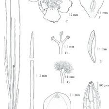 Image result for Xyris capensis