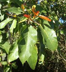 Image result for Ficus sur