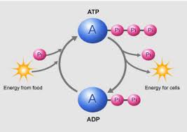 Atp+h 2 o→adp+p i +free energy. How Does Adp Convert To Atp Brainly Com
