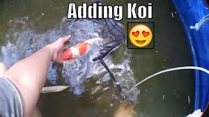 He scarfs down several of them over the course of the episode, despite all the trouble djarin and the mother go through to. This Is What A Koi Eggs Fertilized Looks Like Youtube