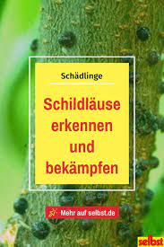schildlause erkennen und bekampfen schildlause pflanzenschadlinge und beerenstraucher