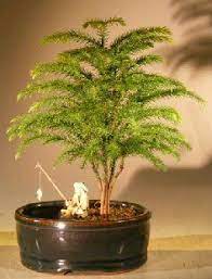 I am by no means an expert when it comes to houseplants. Norfolk Island Pine Bonsai Tree Land Water Pot Small Araucaria Heterophila Pine Bonsai Bonsai Tree Types Bonsai Tree