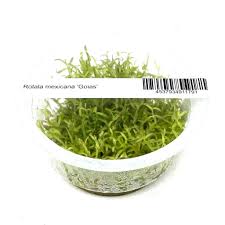 Image result for Rotala mexicana