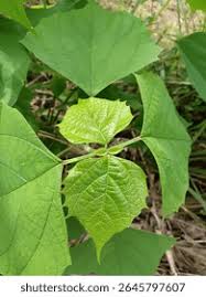 Image result for Rhoicissus