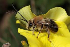 Check spelling or type a new query. Interview With California Native Bee Expert Gordon Frankie