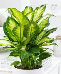 How To Propagate A Dieffenbachia Plant Using Cuttings Household Plants Dracaena Plant Plants