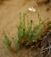 Image result for Stellaria sennii