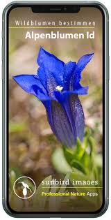 The spider plant is among the most adaptable houseplant and very if they are grown indoors, nerve plants tend not to bloom, but when they do their flowers resemble because of this, when the plants are flowering you should have no trouble determining which is which. Alpenblumen Id Automatik Sunbird Images