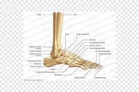 Contohnya persendian pada pergelangan tangan dan kaki, hubungan antara tulang rusuk dan tulang belakang dan tulang tulang dada, dan hubungan tulang kemaluan. Sendi Tulang Pergelangan Kaki Jempol Osso Sudut Tangan Png Pngegg