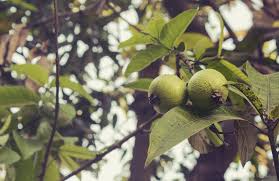 Pineapple guava plants grow and produce the most fruit in full sun, which means at least 6 hours of direct sunlight per day. How To Grow A Guava Tree Dreamley