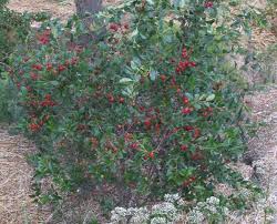 I also have nanking cherry (prunus tomentosa), another very vigorous shrub. Dwarf Sour Cherry Sour Cherries Dwarf Sour Cherries For Sale