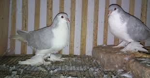 Minyak ikan untuk kucing yang bagus itu sebenarnya ada banyak yang dijual dipasaran tapi kita disini bukan hanya akan membahas berapa harga dan apa minyak ikan dan vco ( virgin coconut oile ) merupakan salah satu jenis multivitamin kucing yang banyak mengandung omega 3 dan berbagai. Mengatasi Merpati Hias Yang Sedang Moulting Taugitu Com