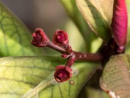 Image result for Euphorbia umbellata