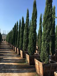 Image result for Cupressus