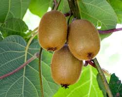 Image result for Actinidia