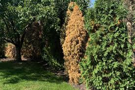 Image result for thuja drying out dead dried symptoms)