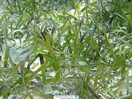 Image result for Thalassia hemprichii